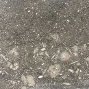 Fossil Verde